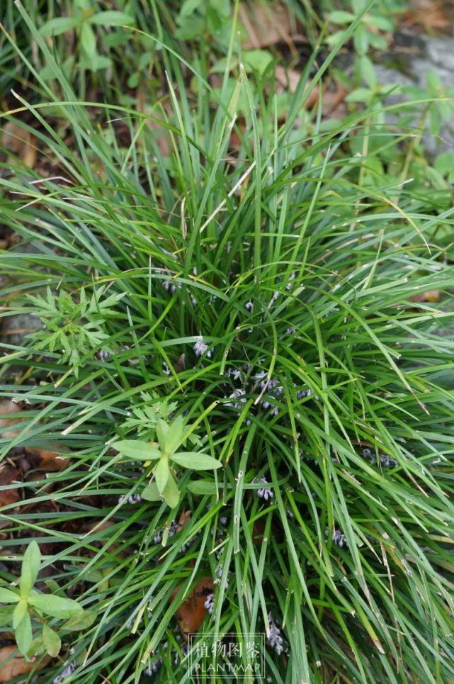 麦冬&山麦冬|路边最常见的青草要送你蓝宝石和黑宝石