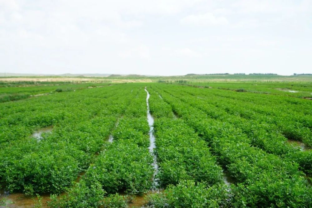 植物工厂|未来农业爆破点：植物工厂、智慧农业、功能食品?（收藏＋转发）