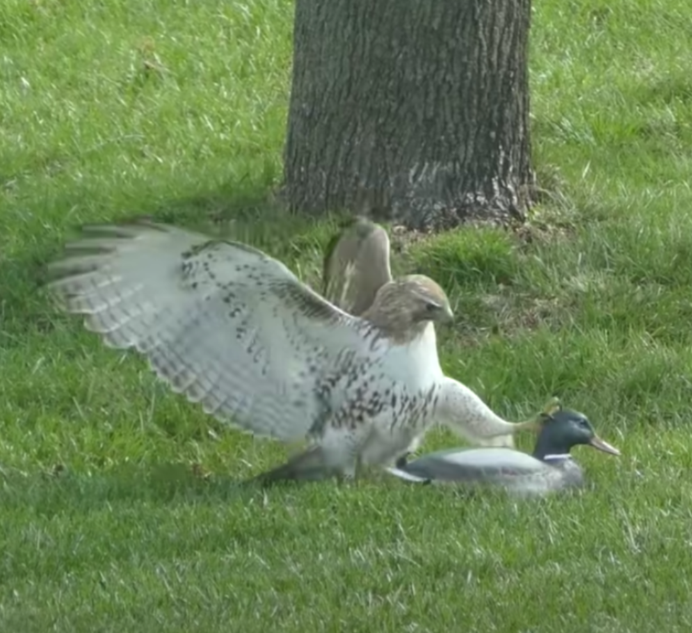 老鹰捉鸭子,它一爪拍在鸭子的脑袋上,镜头拉近后忍不住笑翻_腾讯新闻