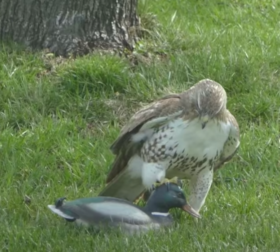 老鹰捉鸭子,它一爪拍在鸭子的脑袋上,镜头拉近后忍不住笑翻_腾讯新闻