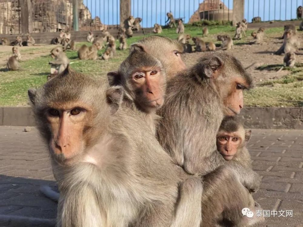 数千只泼猴突然性情大变,很斯文地互相抱在一起,只因这个原因