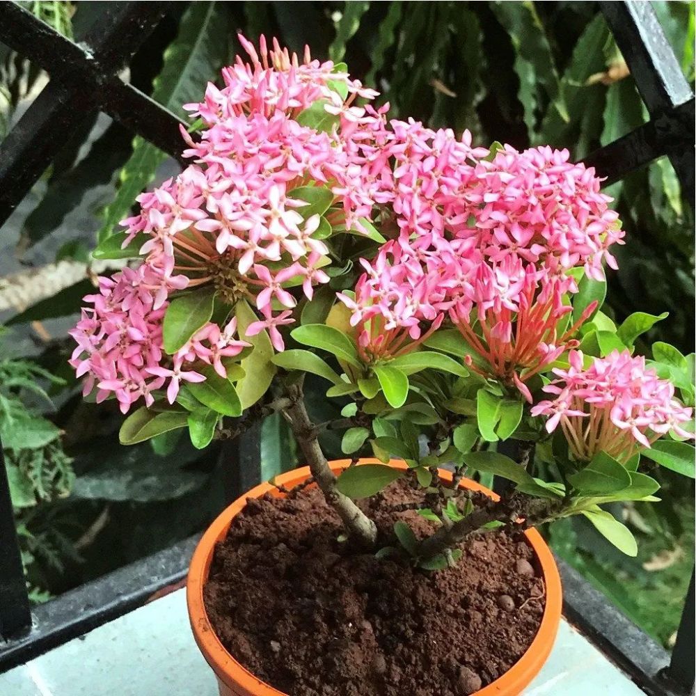 lutea上面是白錦仙丹花ixora parviflora variegated白仙丹花ixora