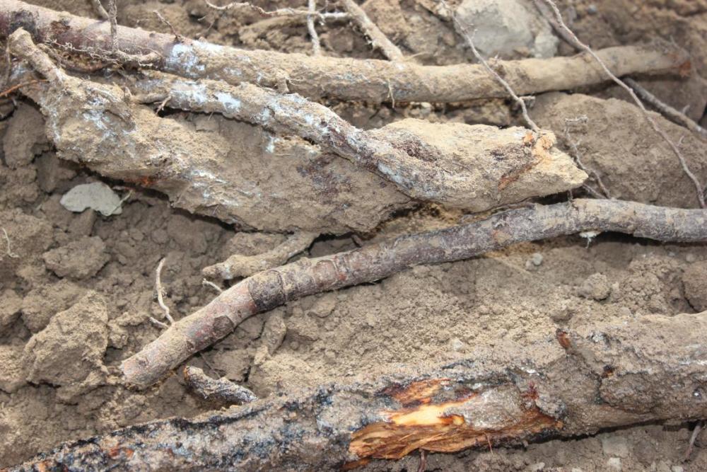 苹果根腐病分布广,危害重,了解发病规律,做好3项措施