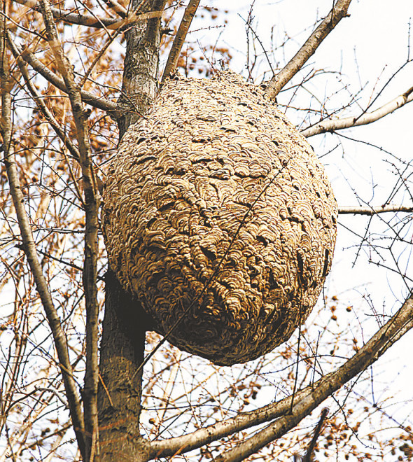 会给游客带来安全隐患,建议公园提早采取行动,以免天气转暖后马蜂云集