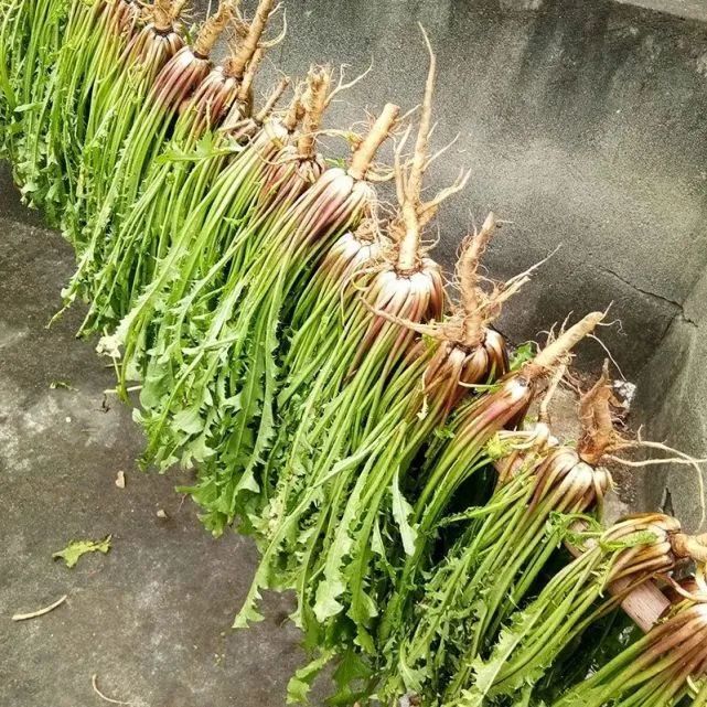 蒲谷丁具备"三抗作用",即抗病毒,抗感染,抗肿瘤作用.