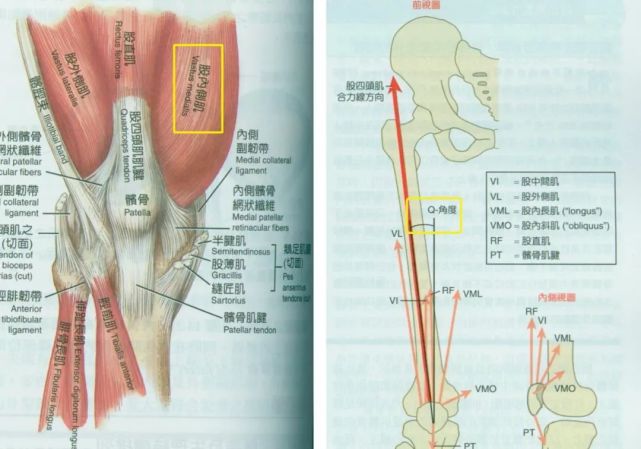 q角度(膝盖下方力线延长线,与上方力线的夹角)"变大,继而使髌骨滑动时