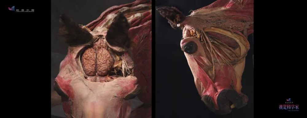 像我这样教人体解剖学的老师有时候真是涕泗交加斯文扫地