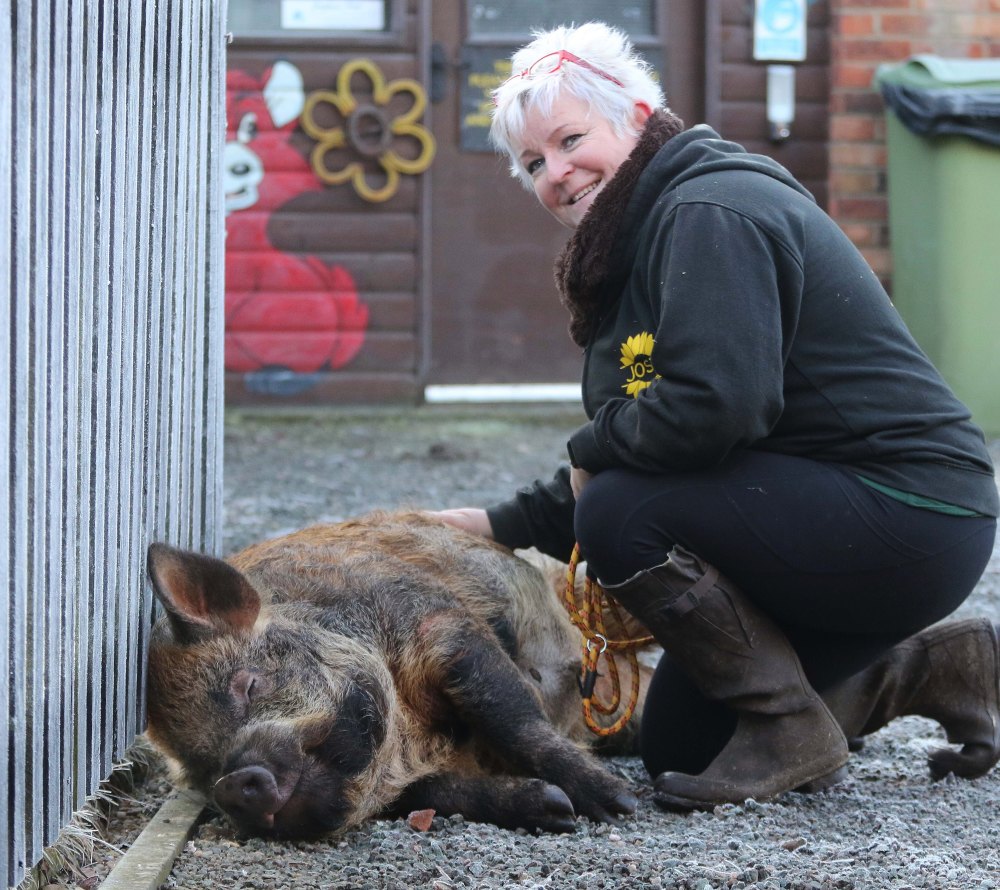 美国品种猪会听指令玩球像狗一样聪明听话脸上表情丰富