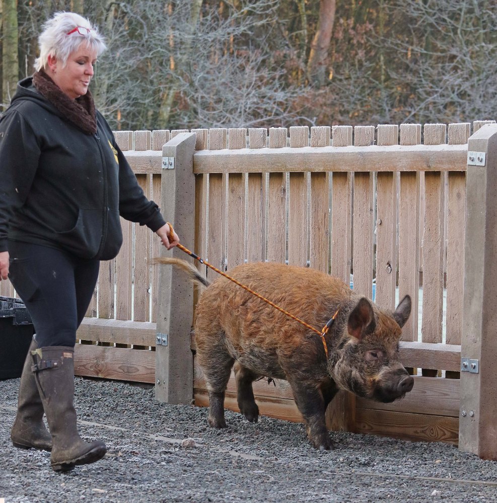 美国品种猪会听指令,玩球,像狗一样聪明听话,脸上表情丰富_腾讯新闻