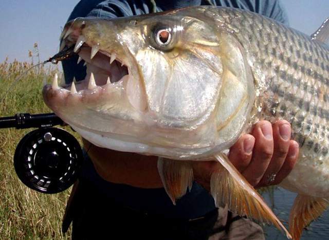 非洲刚果河里的恐怖生物,能猎杀鳄鱼,你敢养它当宠物吗?