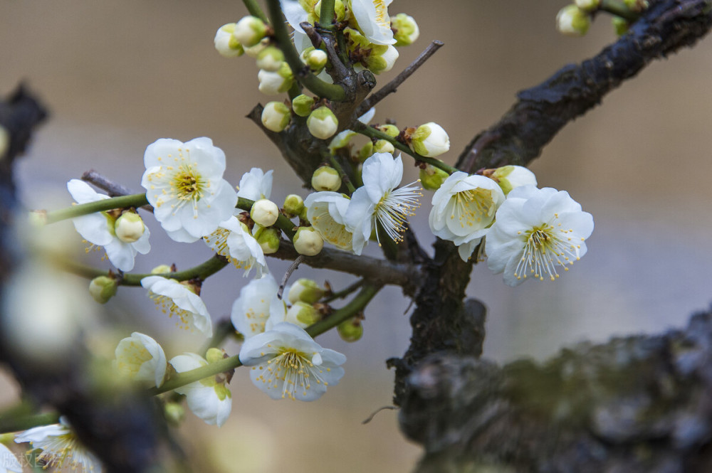 梅兰竹菊不过是文人墨客闲下来做的事情 而吾独爱一花可倾人城 腾讯新闻