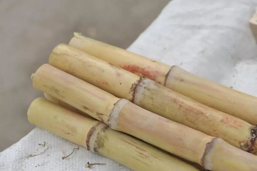 顾名思义这种甘蔗白皮是白色的,白玉甘蔗可以说是木格镇护录村的一大