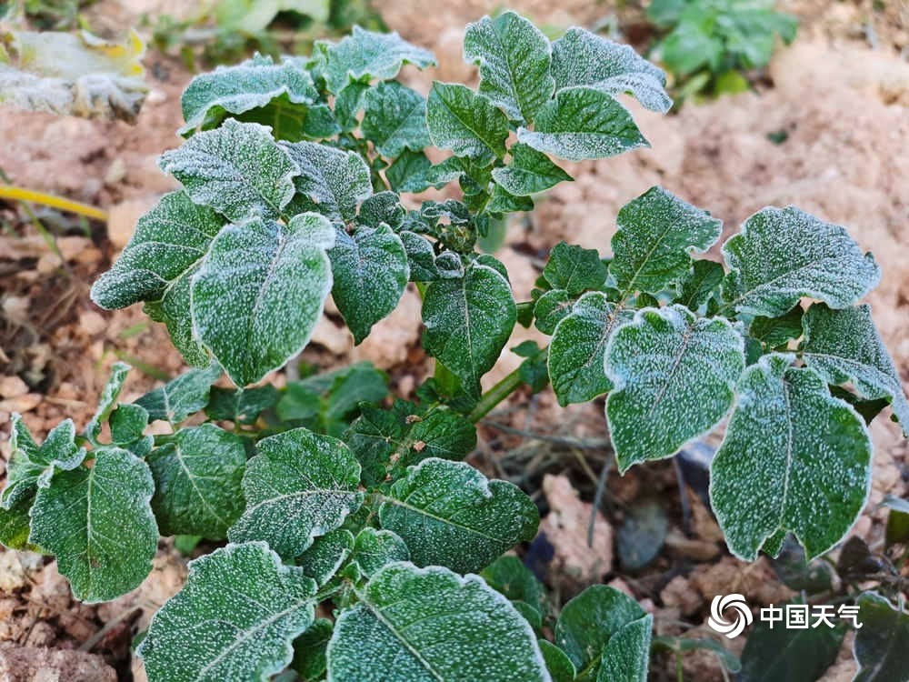 蔬果结霜广东遭遇大范围霜冻结冰天气