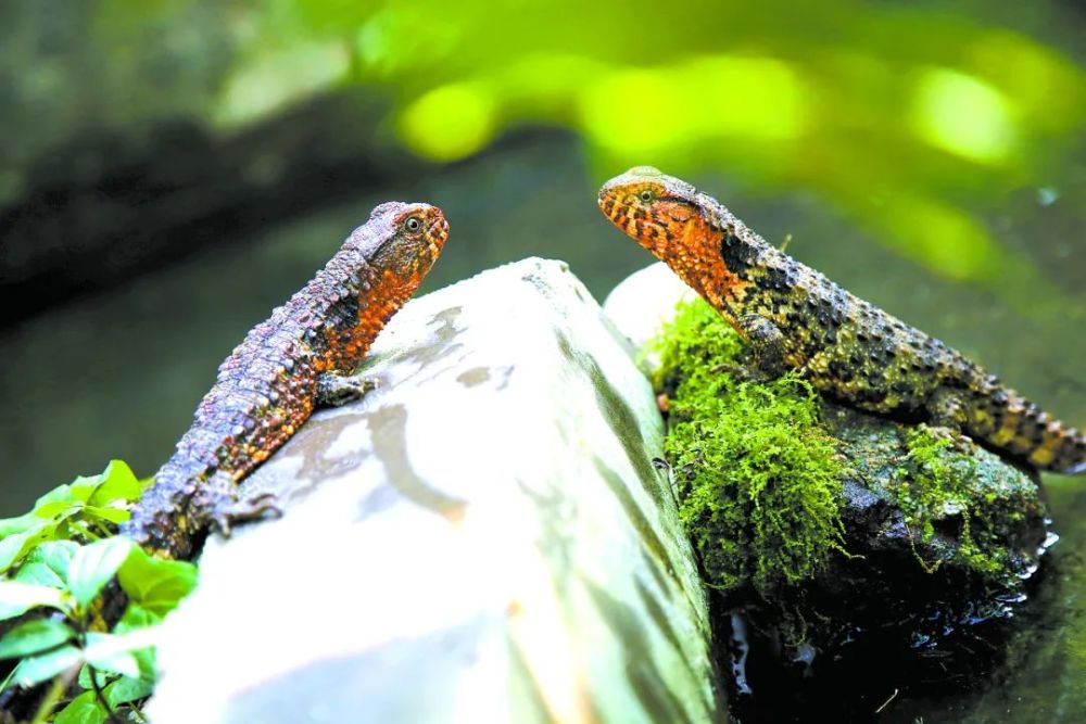 鳄蜥爬行动物中的大熊猫