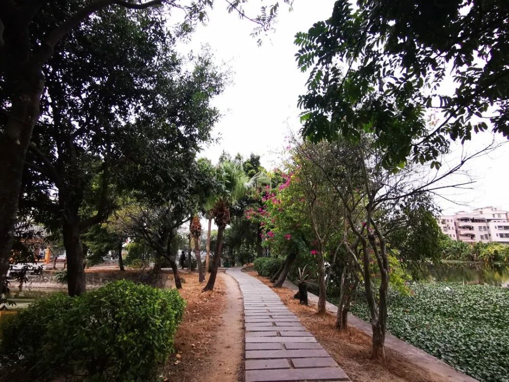 出门就能赏美景番禺这条村的公园连串成片景色宜人