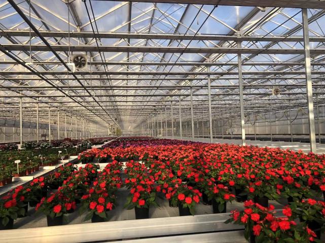 从播种到施肥上海崇明这座花卉育苗工厂实现了全自动
