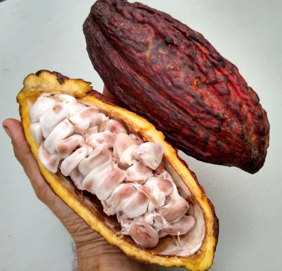 制作巧克力的原材料,可可果为什么要长在树干上?