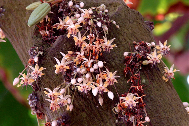 制作巧克力的原材料,可可果为什么要长在树干上?