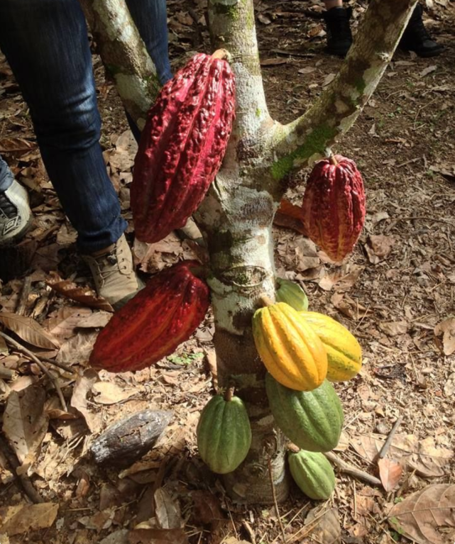制作巧克力的原材料,可可果为什么要长在树干上?