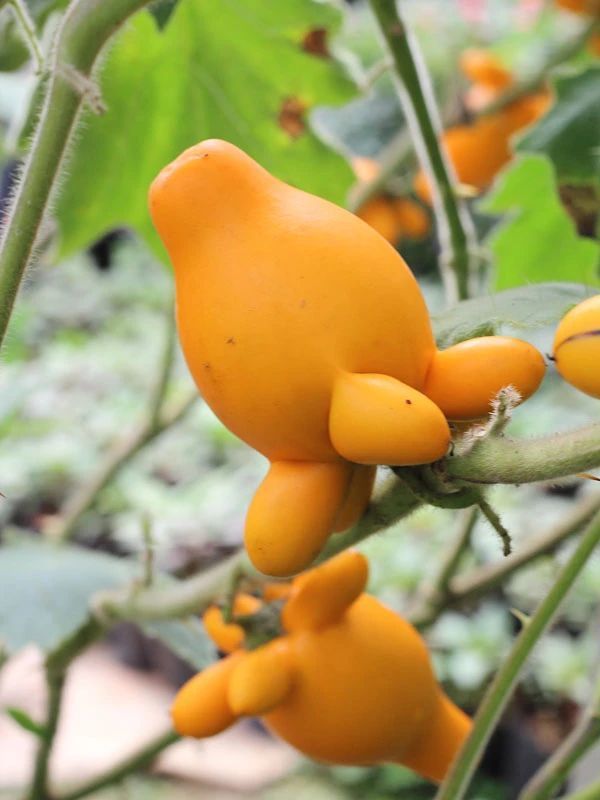 很多人每年冬春时节都会买的乳茄不能吃但这果实可观赏大半年