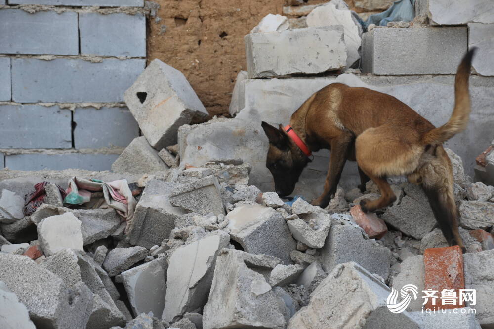 真實還原地震場地107只搜救犬闖入廢墟迅速救人