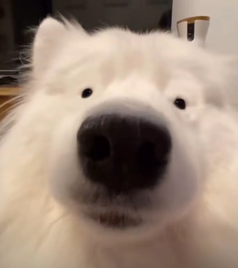 千万不要用广角相机给狗子拍照否则