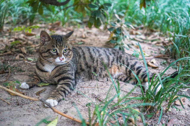 Tlc官网 你买了6种普通宠物猫的价钱了吗