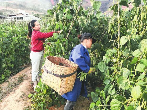 施甸县旧城村党总支书记林丽华帮助群众摘豆.