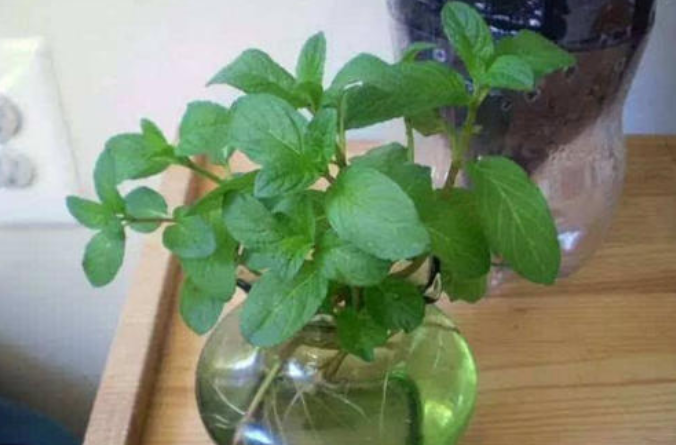 真正适合 水培 的植物有5种 其他的水培是 遭罪 难养好 腾讯新闻