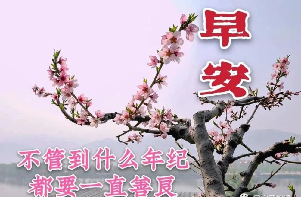 2021最新漂亮早上好图片祝福语带字1月份最美冬日早安问候祝福鲜花