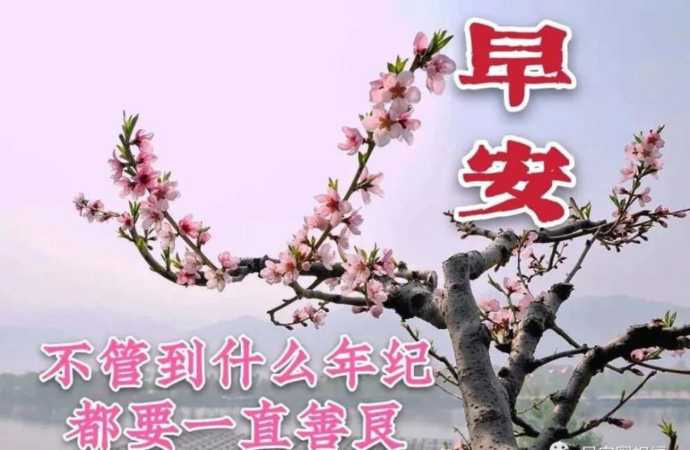 2021最新漂亮早上好圖片祝福語帶字1月份最美冬日早安問候祝福鮮花