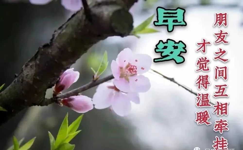 2021最新漂亮早上好图片祝福语带字1月份最美冬日早安问候祝福鲜花
