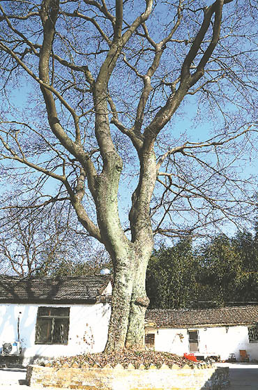 庐江县泥河镇盔头村的百年古朴树.通讯员 徐梅生 摄