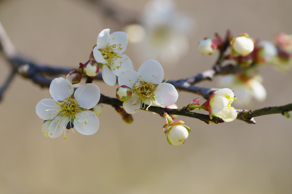 深圳2021年度梅花已陆续开放!就在福田梅园_腾讯新闻
