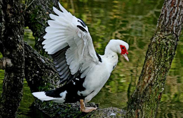 怎么才是好的脸红番鸭养番鸭脸红脸大技术要合理产蛋期饲养