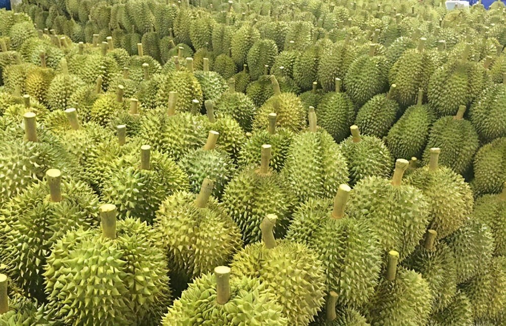 榴莲树一年能结数百个果子为什么榴莲还卖这么贵