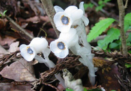 四川发现幽冥之花浑身晶莹剔透专家野外见到勿随意采挖