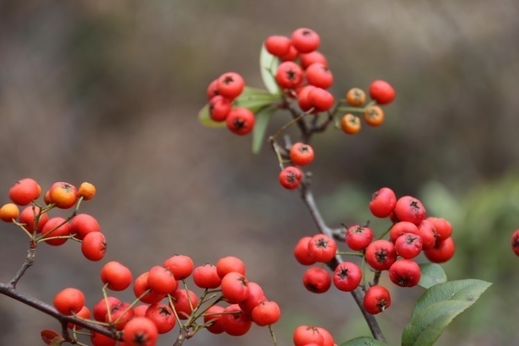 1月10日,寒冬時節,道縣白馬渡鎮海龍村,山上野生的火棘樹果紅似火