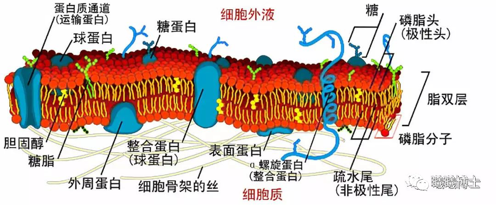 没有比这更详细的溶血磷脂的深度认识了