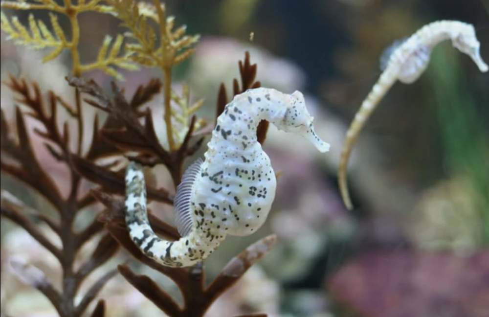 真好玩海马爸爸生下100只小海马生产视频走红网络
