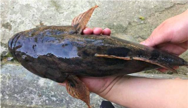 钓友钓获半斤重的"趴地虎"!又名"笋壳鱼",这么大的很少见_腾讯新闻