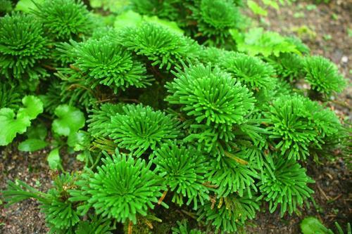 九死还魂草它居然真实存在