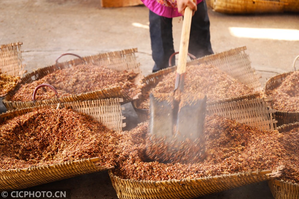 重庆梁平:古法酿造 白酒飘香_腾讯新闻