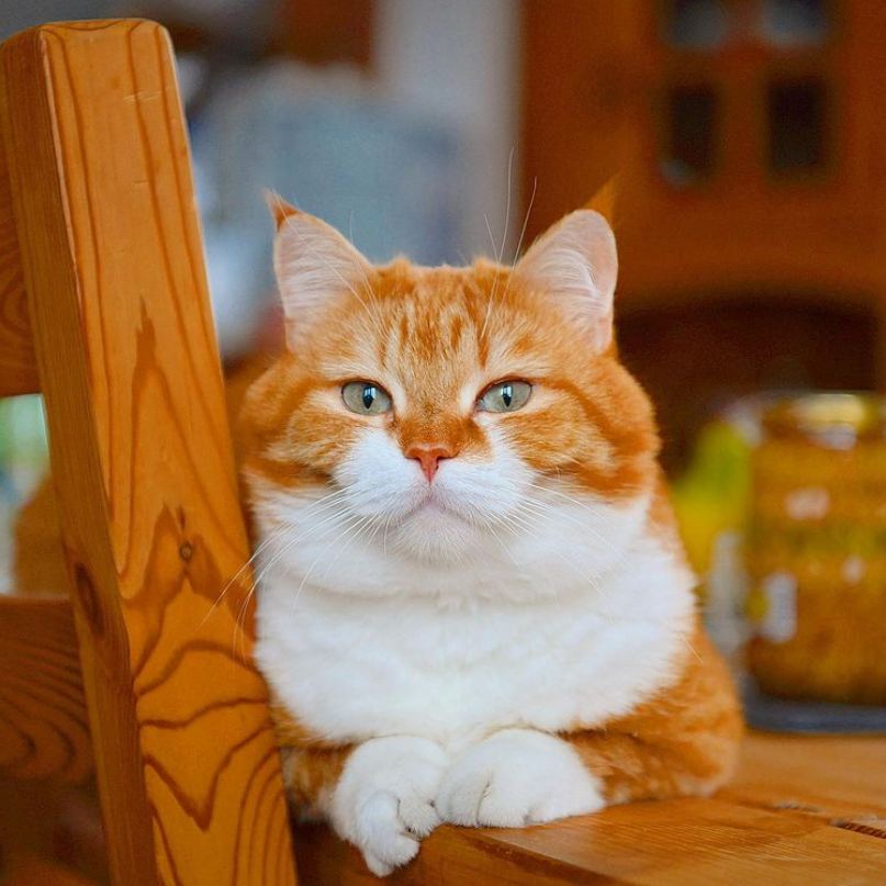 ins上这只肥橘爆红,被称为"梦中情猫"!超百万人点赞!