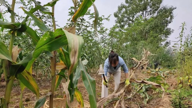 请善待每一位农民8点阐述种地的不容易全知道的没几人