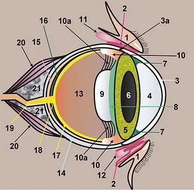 猫咪眼睛的不同颜色都是怎么来的