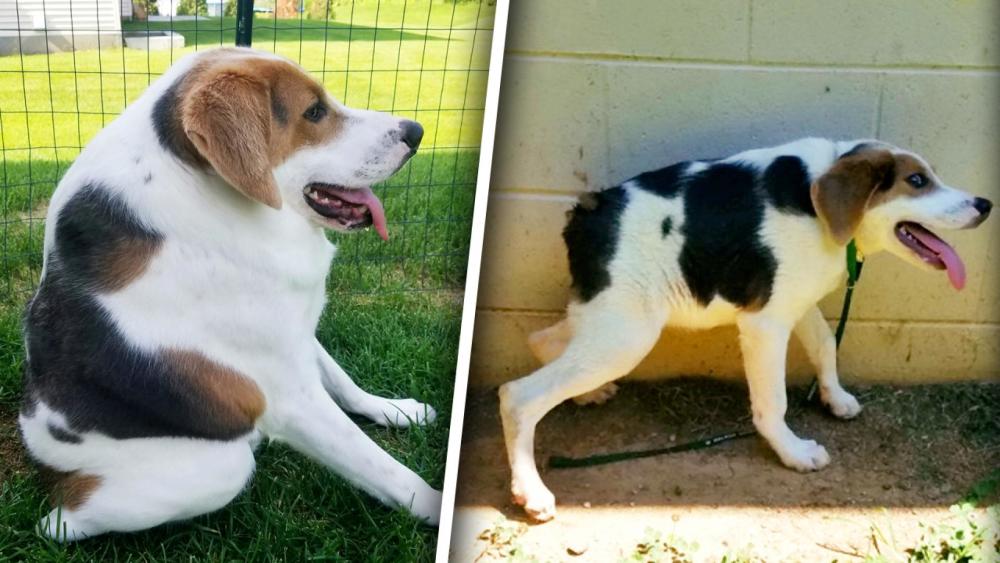 狗届卡西莫多天生没脖子的两厢狗是遗传还是人为造成