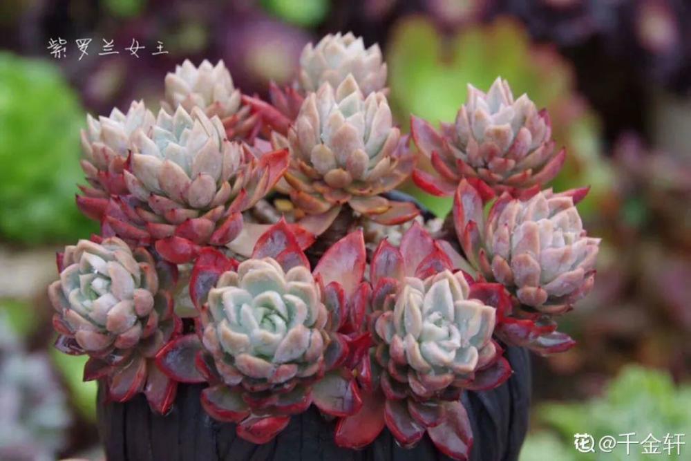 多肉这个小妖精 养好了太精致 种在花盆里都能勾引人 腾讯新闻