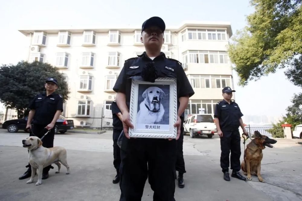 警犬的一生承担的太多太多一生都在"为人民服务"十多年不是在出警就是