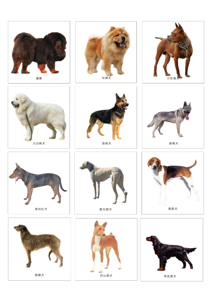 关于公布《沧州市禁养烈性犬,大型犬名录(征求意见稿)》和召开听证会